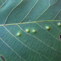 Hickory Beret Gall Midge thumbnail 4