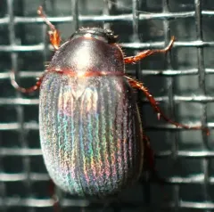 Harvest June Beetle thumbnail 4