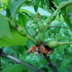 Phylloxera subelliptica thumbnail 1
