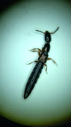 Linear Rove Beetle thumbnail 3