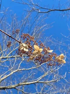 Panicle Hydrangea thumbnail 4
