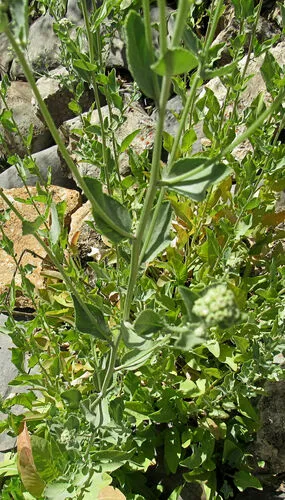 Costmary