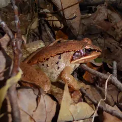 Wood Frog thumbnail 3