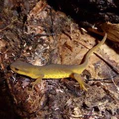 Eastern Newt thumbnail 2