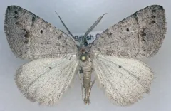 Drepanulatrix quadraria thumbnail 2