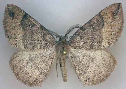 Large Banded Wave Moth