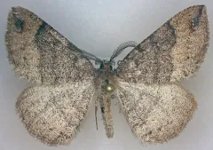 Large Banded Wave Moth thumbnail 1