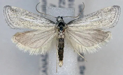 Cacotherapia leucocope
