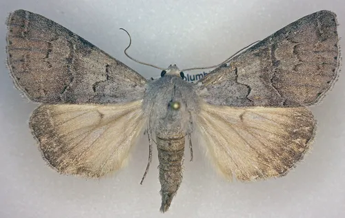 Drasteria scrupulosa