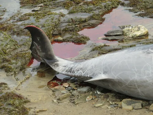 Cuvier's Beaked Whale