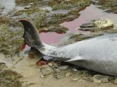 Cuvier's Beaked Whale thumbnail 1