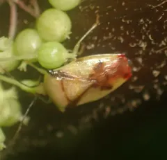 Hercules club stink bug thumbnail 3