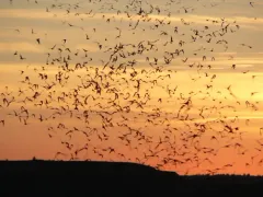 Mexican Free-tailed Bat thumbnail 3