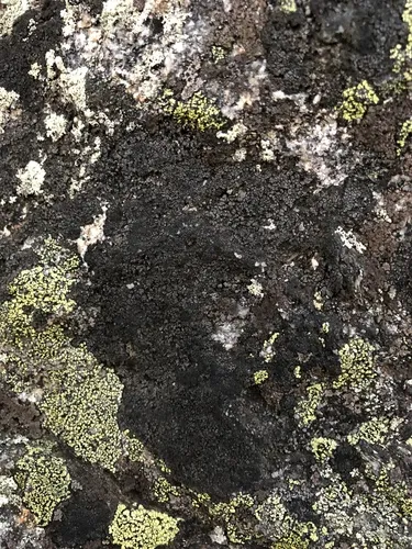 Black-on-black Crust Lichen