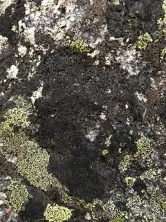 Black-on-black Crust Lichen thumbnail 1