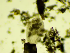Bursaria truncatella thumbnail 1