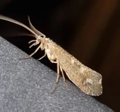 Irrorate Northern Caddisfly thumbnail 4