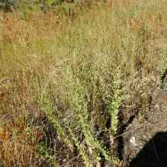Balkan toadflax thumbnail 4