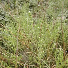 rayless annual aster thumbnail 3