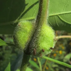 Sunflower Purse Gall Midge thumbnail 1