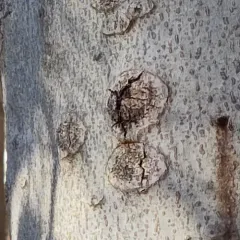 Beech Bark Canker Fungus thumbnail 4