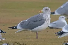 Vega Gull thumbnail 3