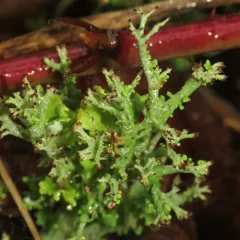 many-forked cladonia thumbnail 3