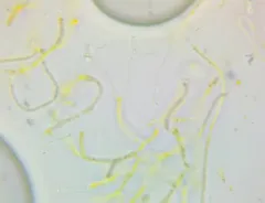 Dacrymyces minor thumbnail 2