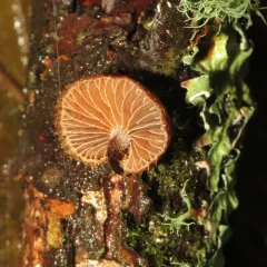 hedgehog scalycap thumbnail 4