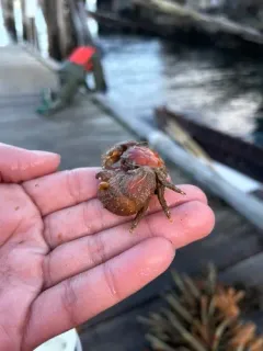 pubescent porcelain crab thumbnail 3