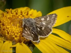Schinia intermontana thumbnail 2