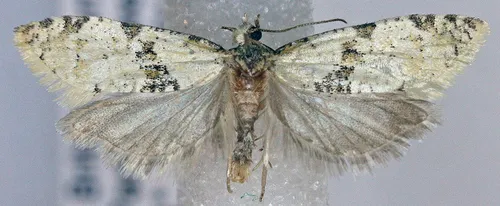 Saphenista bartellae
