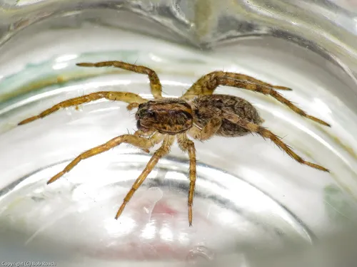 Hogna antelucana
