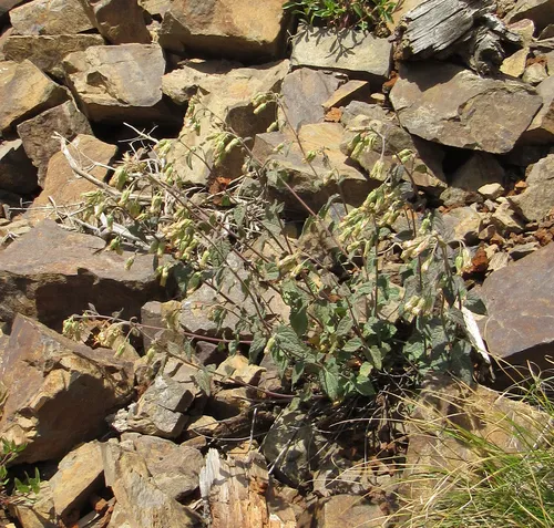 tasselflower brickellia