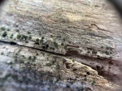 Berkleasmium conglobatum thumbnail 3