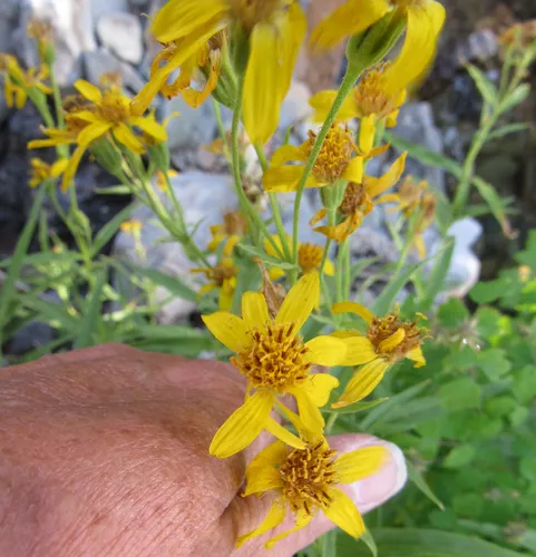 spearleaf arnica
