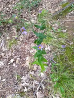 late purple aster thumbnail 2