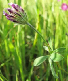 Branched Clover thumbnail 4