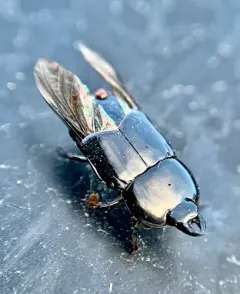 Hololepta aequalis thumbnail 3