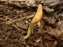 Olive Earthtongue thumbnail 3