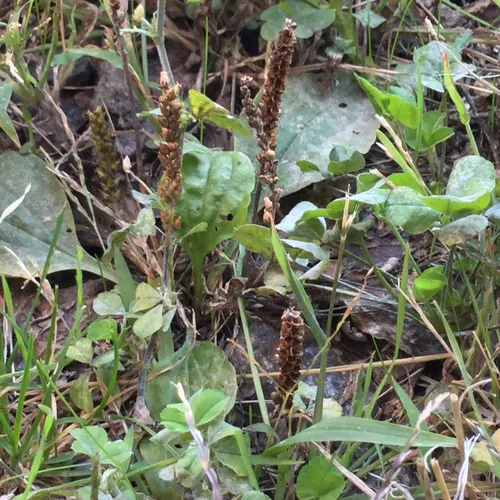 greater plantain