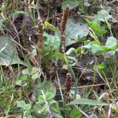 greater plantain thumbnail 1