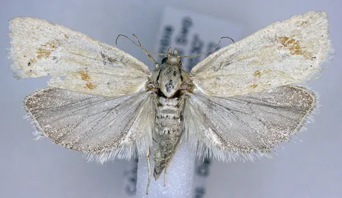 Pelochrista biplagata