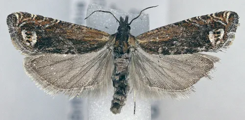 Eucosma corculana