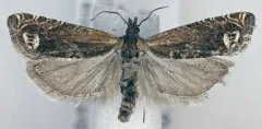 Eucosma corculana thumbnail 1