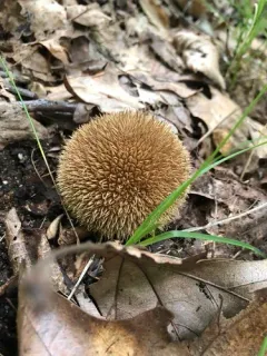 Lycoperdon americanum thumbnail 4