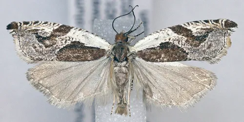 Ancylis columbiana