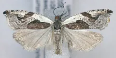 Ancylis columbiana thumbnail 1