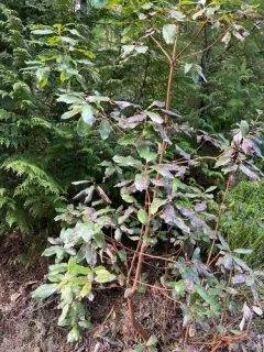 Phacidiopycnis washingtonensis thumbnail 2