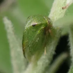 Stictocephala lutea thumbnail 3